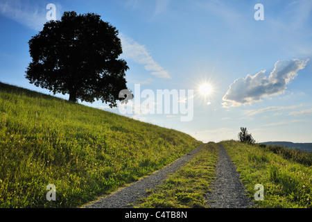 Eiche und Pfad, Affhöllerbach, Odenwaldkreis, Hessen, Deutschland Stockfoto