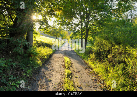 Wald-Pfad, Jossa, Sinntal, Main-Kinzig, Region Darmstadt, Spessart, Hessen, Deutschland Stockfoto