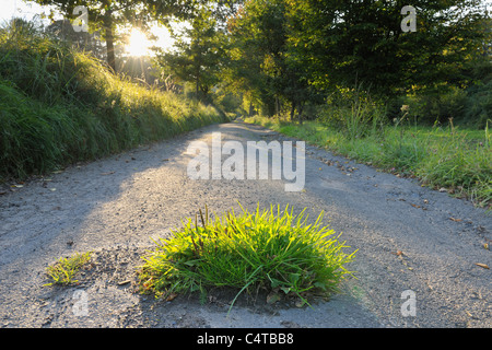 Wald-Pfad, Jossa, Sinntal, Main-Kinzig, Region Darmstadt, Spessart, Hessen, Deutschland Stockfoto