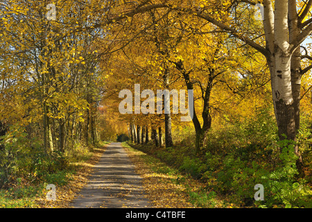 Pfad, Pappeln, Lindenfels, Bergstraße, Odenwald, Hessen, Deutschland Stockfoto