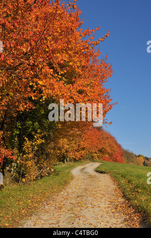 Pfad, Kirschbaum, Lindenfels, Bergstraße, Odenwald, Hessen, Deutschland Stockfoto