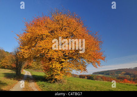 Pfad, Kirschbaum, Lindenfels, Bergstraße, Odenwald, Hessen, Deutschland Stockfoto