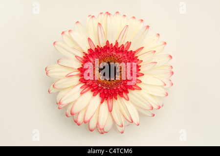 Barberton-Gänseblümchen, Gerbera, Transvaal Daisy (Gerbera-Hybride), weißer und roter Blume. Studio Bild vor einem weißen Hintergrund. Stockfoto