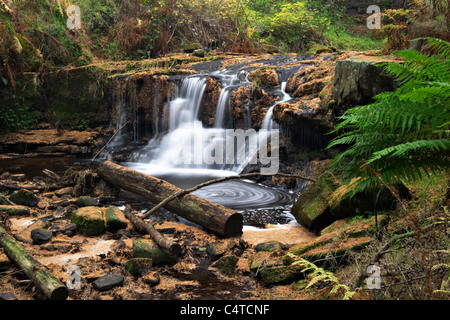 Blaen-y-Glyn Wasserfälle, Wanderungen Wald, Brecon Beacons National Park, Wales Stockfoto