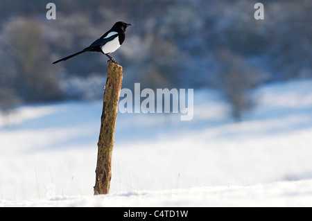 Gemeinsamen Elster (Pica Pica), Erwachsene, thront auf Post, im Schnee, North Downs, Kent, England, Februar Stockfoto