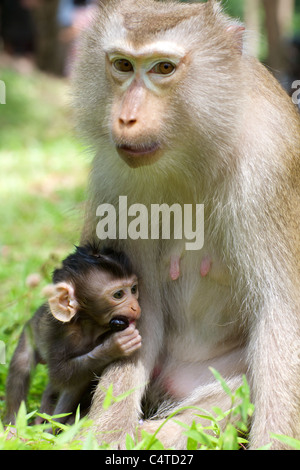 Affenbaby mit Mama Stockfoto