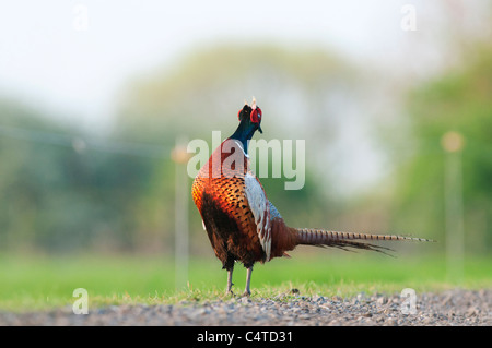 Männliche allgemeine Fasane Krähen auf dem richtigen Weg, Elmley Marshes, Isle of Sheppey in Kent, England, April Stockfoto