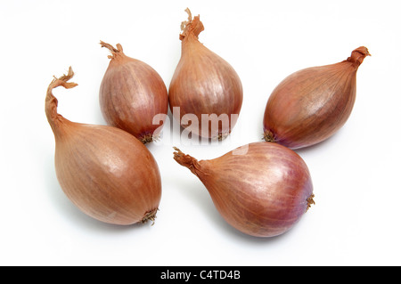 Schalotte, Eschallot (Allium Cepa var. Ascalonicum). 5 Schalotten. Studio Bild vor einem weißen Hintergrund. Stockfoto