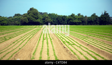Linien des jungen Karotten Pflanzen wachsen auf sandigen Gebiet, Shottisham, Suffolk, England Stockfoto