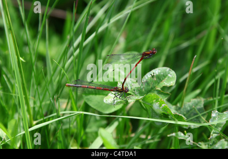 zwei große rote Libellen (Pyrrhosoma Nymphula) Paarung Stockfoto