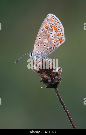 Chalkhill Blue (Lysandra Coridon), Kent, England, August Stockfoto