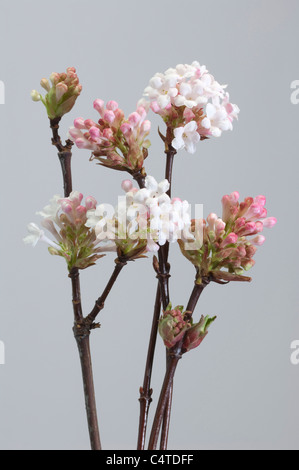 Gans (Viburnum X bodnantense Dawn), blühende Zweige. Studio Bild vor einem weißen Hintergrund. Stockfoto