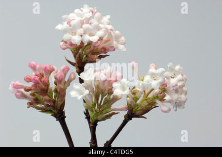 Gans (Viburnum X bodnantense Dawn), blühende Zweige. Studio Bild vor einem weißen Hintergrund. Stockfoto