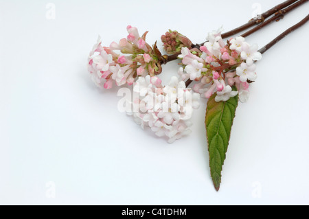 Gans (Viburnum X bodnantense Dawn), blühende Zweige. Studio Bild vor einem weißen Hintergrund. Stockfoto