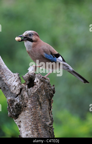 Eichelhäher (Garrulus Glandarius) thront auf Birke Baum im Wald mit Nuss im Schnabel Stockfoto