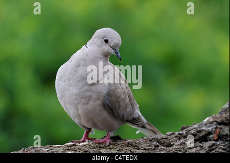 Eurasian collared dove (Streptopelia Decaocto) am Baumstamm im Park, Belgien Stockfoto