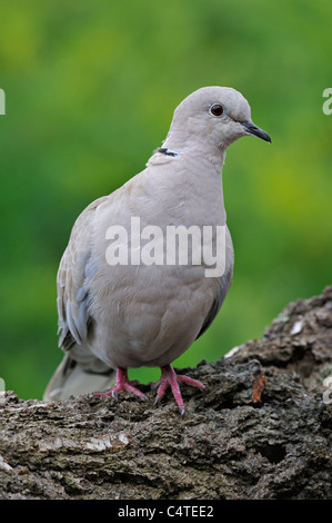 Eurasian collared dove (Streptopelia Decaocto) am Baumstamm im Park, Belgien Stockfoto