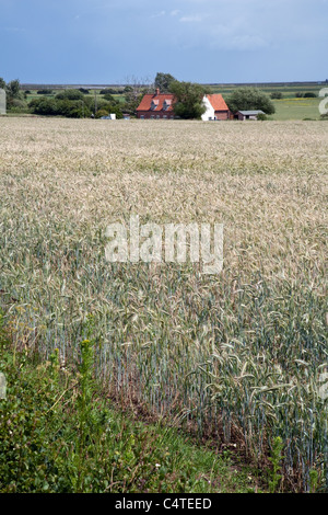 Ein Feld von Gerste auf einem Bauernhof in Orford Suffolk UK Stockfoto