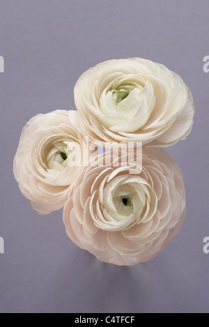 Drei Ranunculus Stockfoto