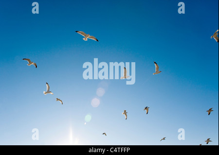 Möwen fliegen in blauer Himmel, Spring Hill, Florida, USA Stockfoto