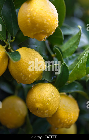 Zitronen, Portola, San Francisco, Kalifornien, USA Stockfoto