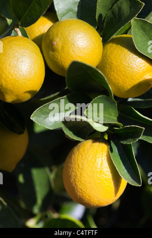 Zitronen, Portola, San Francisco, Kalifornien, USA Stockfoto