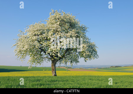 Birnbaum in voller Blüte in Wiese, Mettlach, Merzig-Wadern Kreis, Saarland, Deutschland Stockfoto