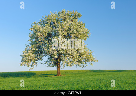 Birnbaum in voller Blüte in Wiese, Mettlach, Merzig-Wadern Kreis, Saarland, Deutschland Stockfoto