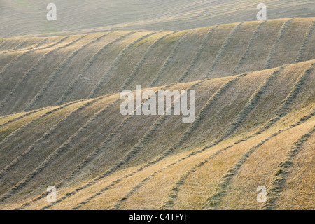 Reihen von Harvested Weizenfeld, Val d ' Orcia, Provinz Siena, Toskana, Italien Stockfoto