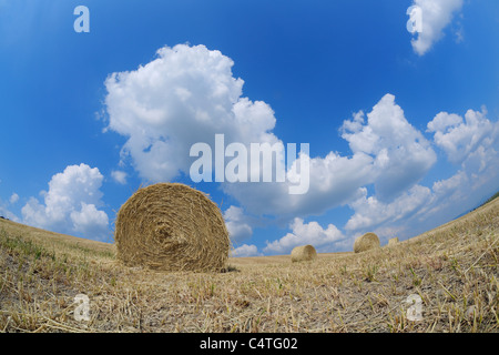 Heuballen im Feld, Pienza, Val d ' Orcia, Provinz Siena, Toskana, Italien Stockfoto