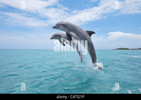 Gemeinsamen Bottlenose Delphine springen aus Wasser, Karibik, Roatan, Bay Islands, Honduras Stockfoto