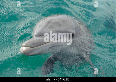 Porträt des gemeinsamen Tümmler, Karibik, Roatan, Bay Islands, Honduras Stockfoto