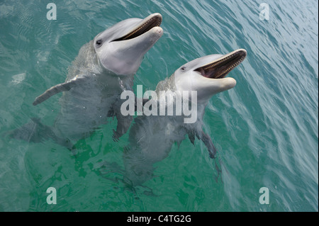 Gemeinsamen Bottlenose Delphine, Karibik, Roatan, Bay Islands, Honduras Stockfoto