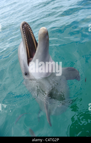 Porträt des gemeinsamen Tümmler, Karibik, Roatan, Bay Islands, Honduras Stockfoto