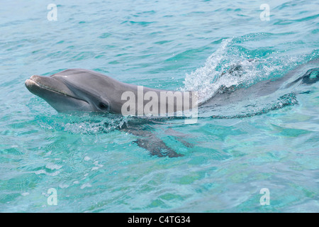 Gemeinsamen Bottlenose Dolphin, Karibik, Roatan, Bay Islands, Honduras Stockfoto