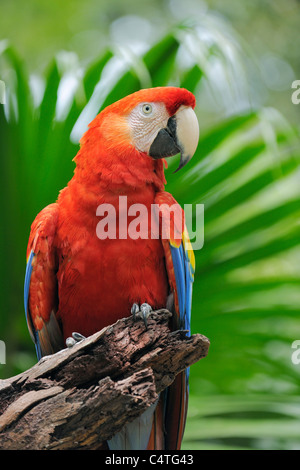 Portrait der Bay Islands hellroten Aras, Roatan, Honduras Stockfoto