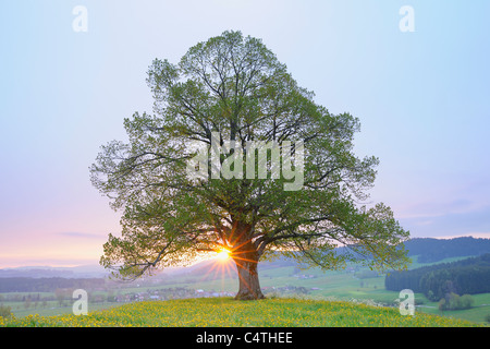 Linde im Frühjahr bei Sonnenaufgang, Heimhofen, Allgäu, Bayern, Deutschland Stockfoto