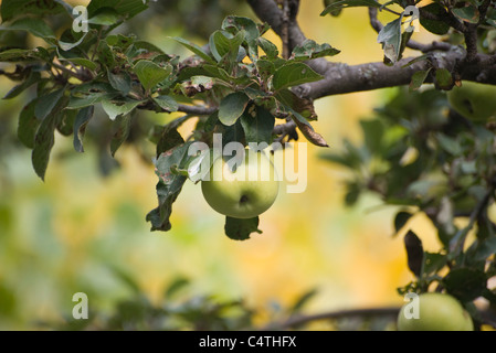 Äpfel am Baum wachsen Stockfoto