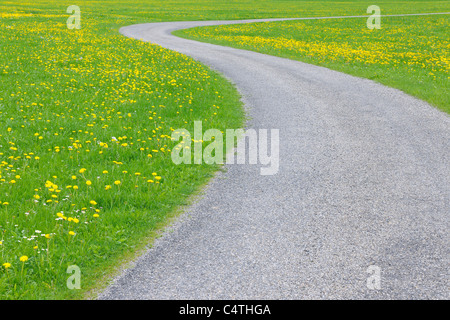 Straße durch Wiese mit Löwenzahn, Allgäu, Bayern, Deutschland Stockfoto