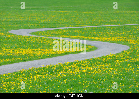 Straße durch Wiese mit Löwenzahn, Allgäu, Bayern, Deutschland Stockfoto