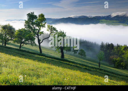Morgennebel über Landschaft, Voralpenblick, Waidhofen ein der Ybbs, Mostviertel, Niederösterreich, Österreich Stockfoto