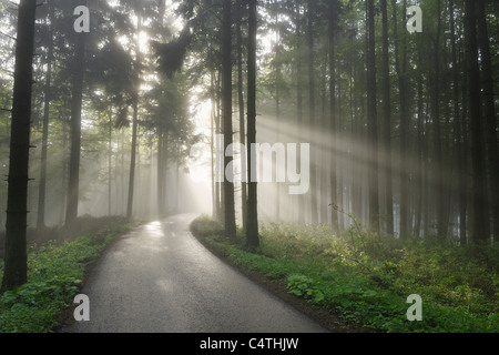 Straße mit Sonnenstrahlen durch die Bäume im Frühling, Mostviertel, Niederösterreich, Österreich Stockfoto