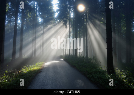 Straße mit Sonnenstrahlen durch die Bäume im Frühling, Mostviertel, Niederösterreich, Österreich Stockfoto