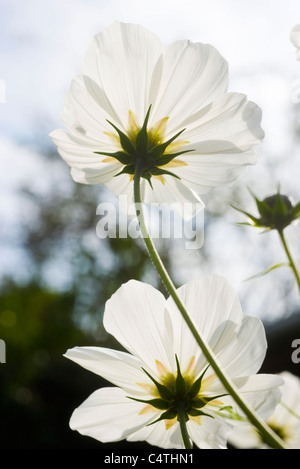 Weiße Blüten Stockfoto