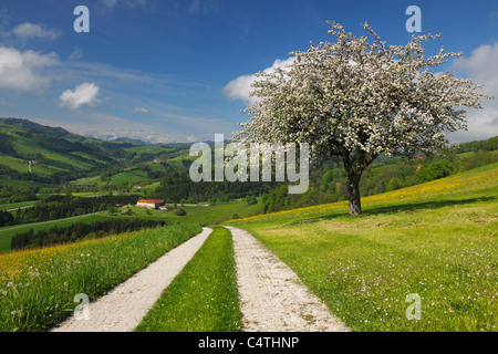 Reifenspuren durch Wiese mit Apfelbaum, Mostviertel, Niederösterreich, Österreich Stockfoto