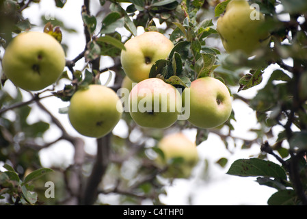 Äpfel am Baum wachsen Stockfoto