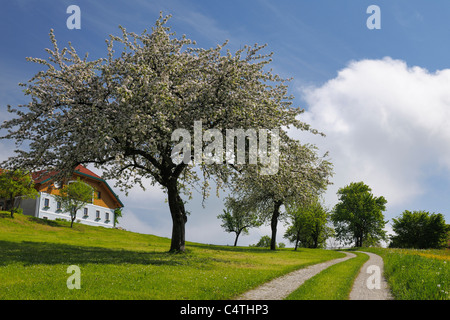 Reifenspuren durch Wiese, Mostviertel, Niederösterreich, Österreich Stockfoto