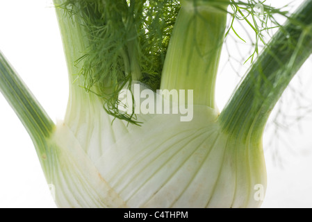 Fenchel, close-up Stockfoto