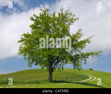 Buche in Wiese, Sonntaberg, Mostviertel, Niederösterreich, Österreich Stockfoto