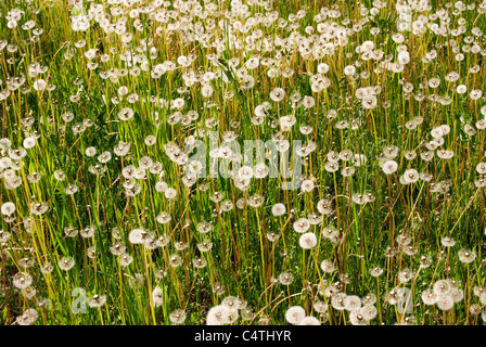 Rittersporns fangen das eintauchende Sonnenlicht lange Gras Stockfoto